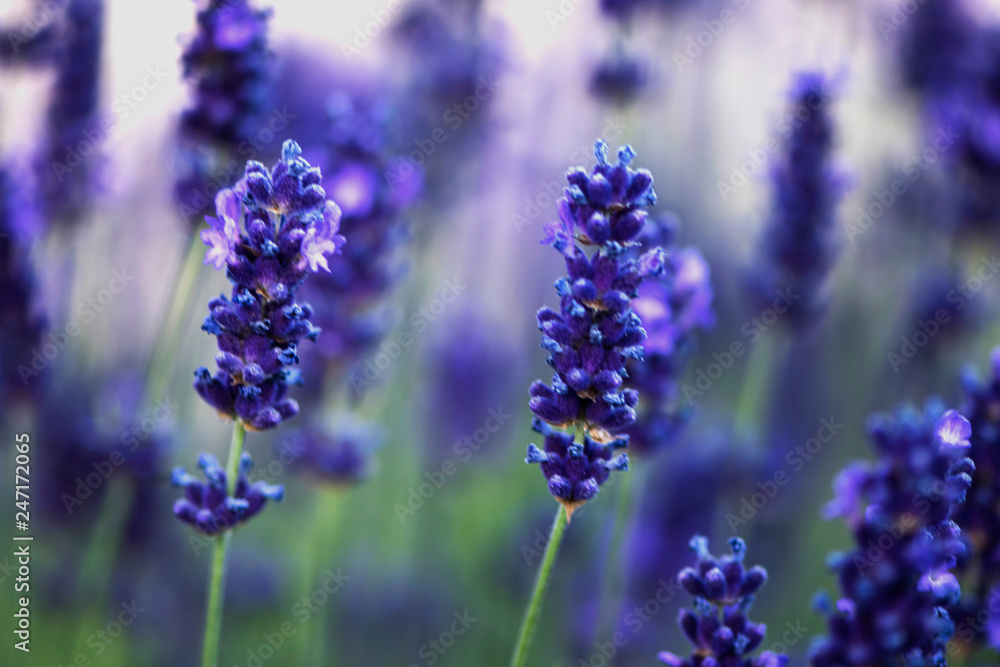flower purple flower purple