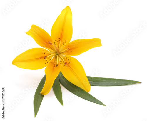 Yellow lily with leaves.