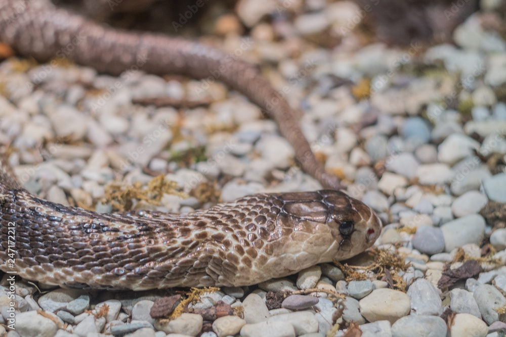 Naklejka premium Giftige Schlange
