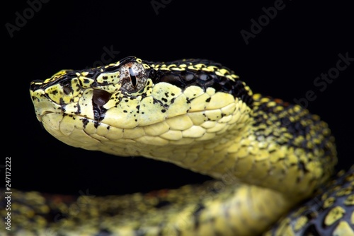 Jerdon's pit viper (Protobothrops jerdoni xanthomelas)