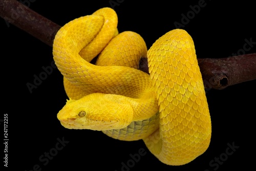 Eyelash viper (Bothriechis schlegelii). photo