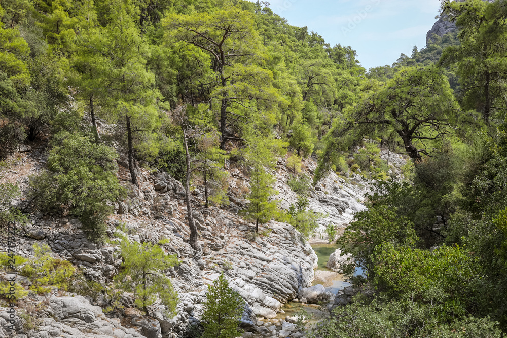 Small river is flowing between stone mountain slopes covered by pine forest. Small river is flowing between stone mountain slopes covered by pine forest.