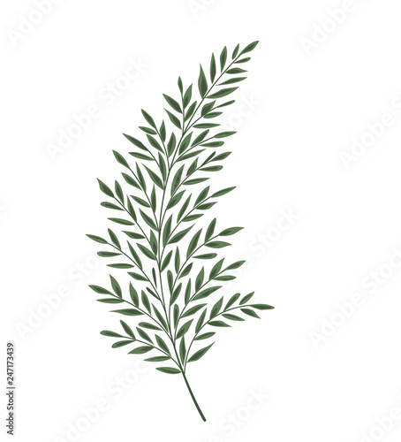 Vector illustration Silhouette leaves of fern. Green leaf