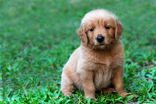 Brown Golden retriever puppy sitting outdoors on a sunny day.