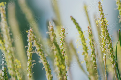 grass in the wind