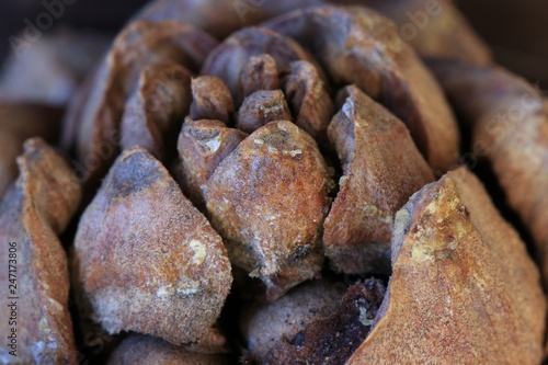 macro photo cedar pine resin cone