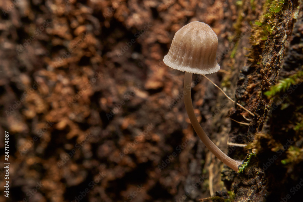Fototapeta premium Macro photograph of wood loving mushroom