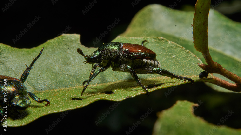Naklejka premium Macro photograph of a beetle