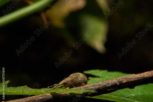 Macro photograph of a weevil © peter