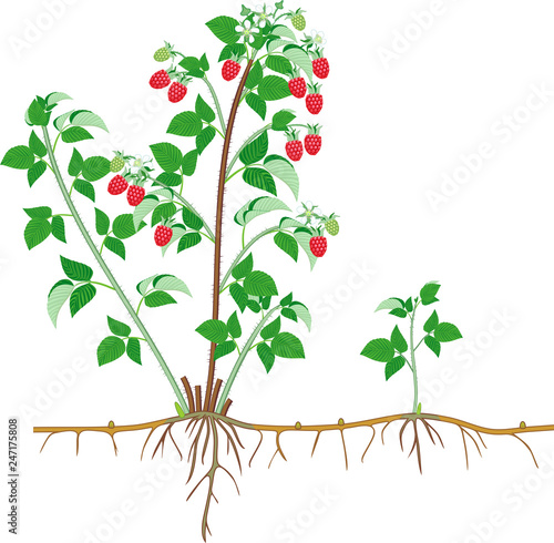 Parts of plant. Morphology of raspberry shrub with berries, green leaves, root system isolated on white background