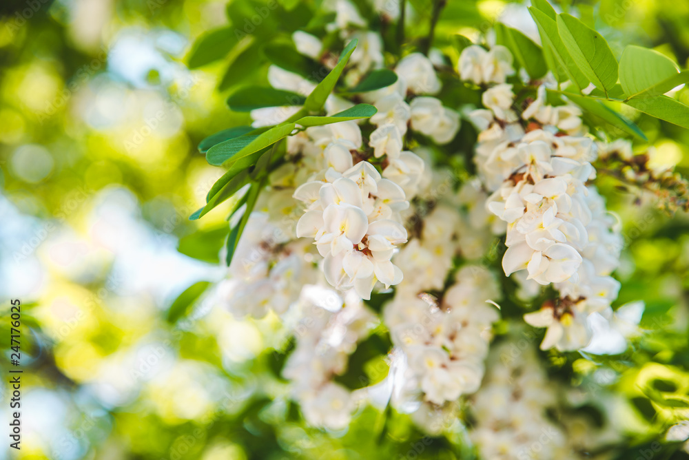 branch of blooming acacia branch of blooming acacia