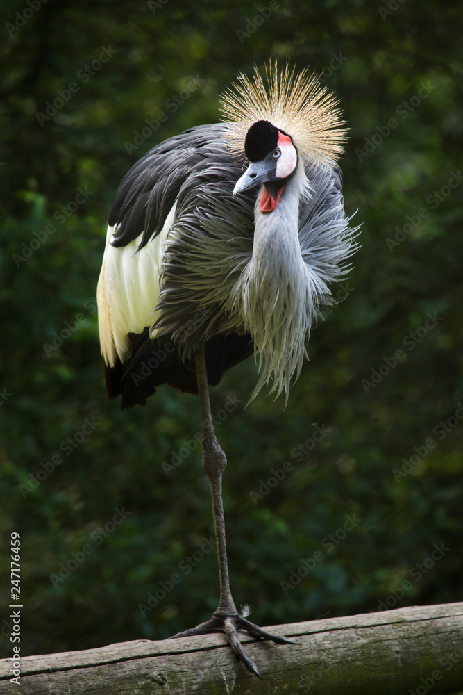 Fototapeta premium East African crowned crane (Balearica regulorum gibbericeps)
