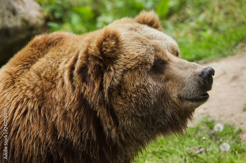 Wallpaper Mural Mainland grizzly (Ursus arctos horribilis). Torontodigital.ca