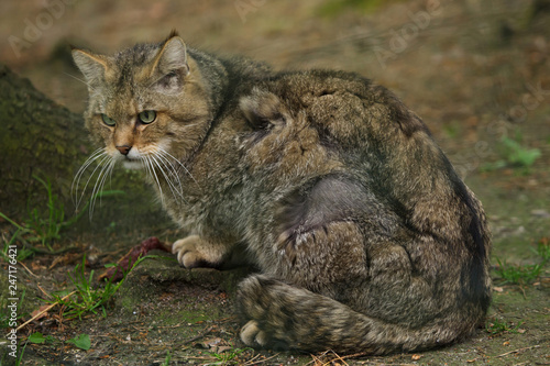 Canvas Print European wildcat (Felis silvestris silvestris).