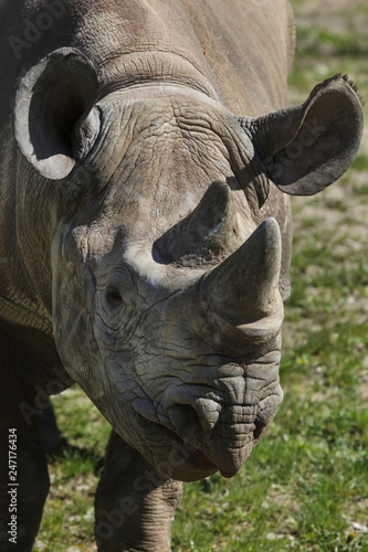 Black rhinoceros  Diceros bicornis .