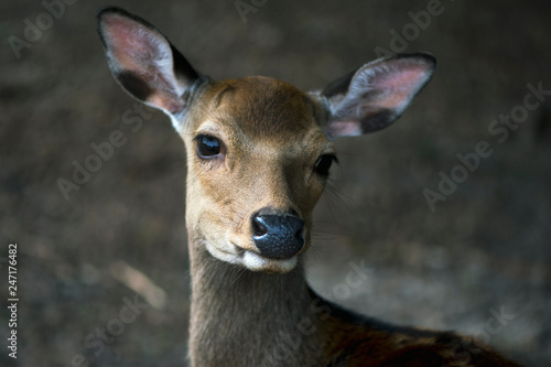 portrait of a deer