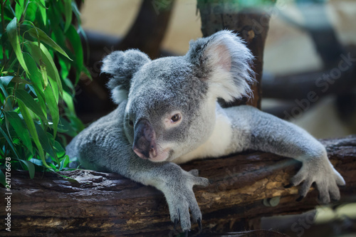 Queensland koala (Phascolarctos cinereus adustus)