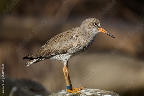 Common redshank (Tringa totanus).