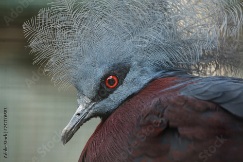 Southern crowned pigeon (Goura scheepmakeri sclateri). photo