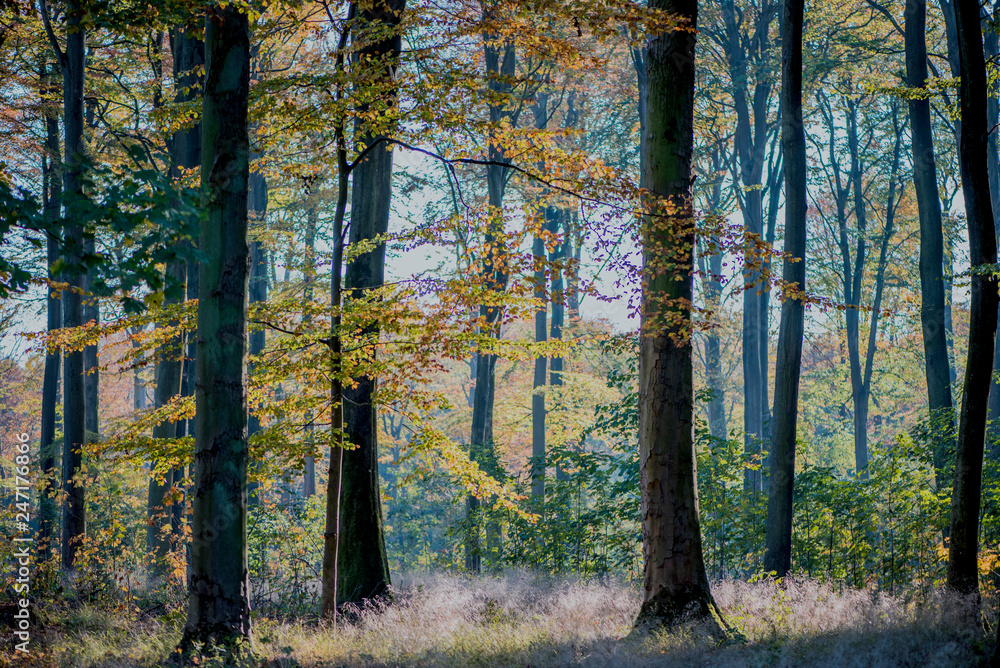 Fototapeta premium forest in autumn