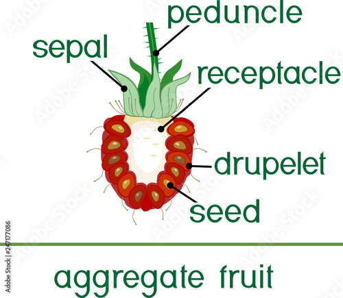 Parts of plant. Morphology of raspberry aggregate fruit in section isolated on white background