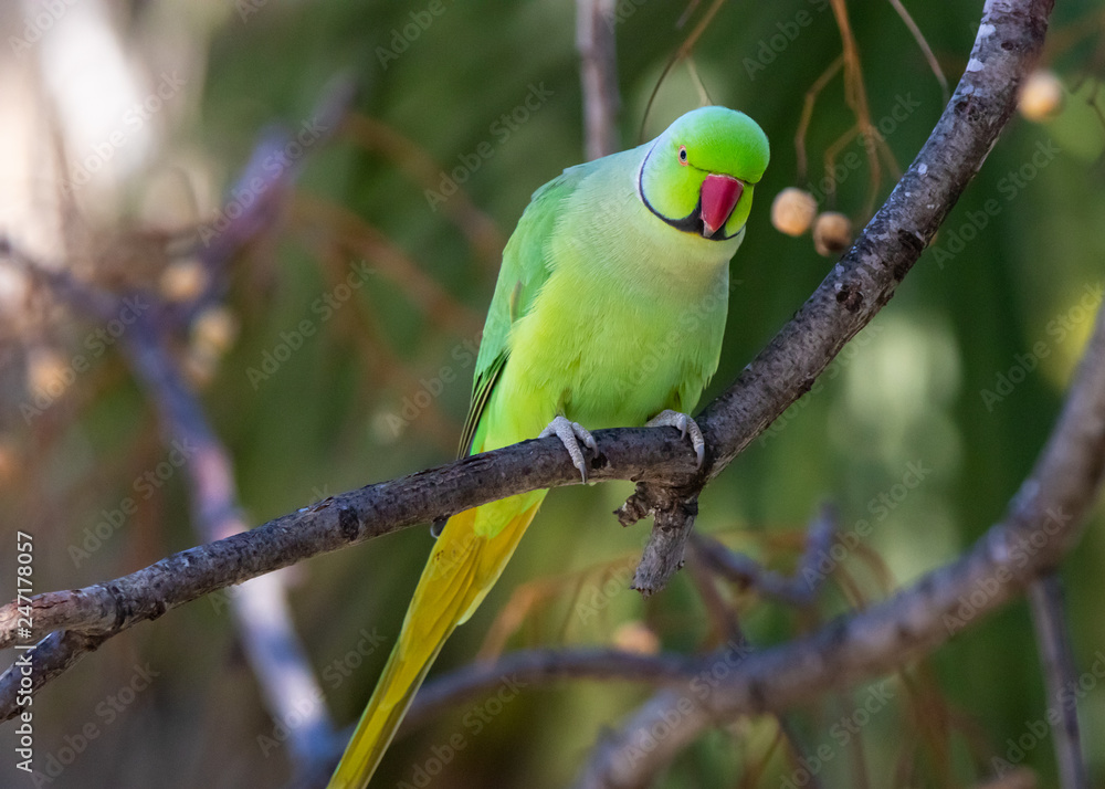 green parrot on the tree green parrot on the tree