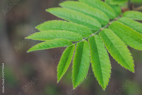 Wallpaper Mural green leaves of a tree Torontodigital.ca