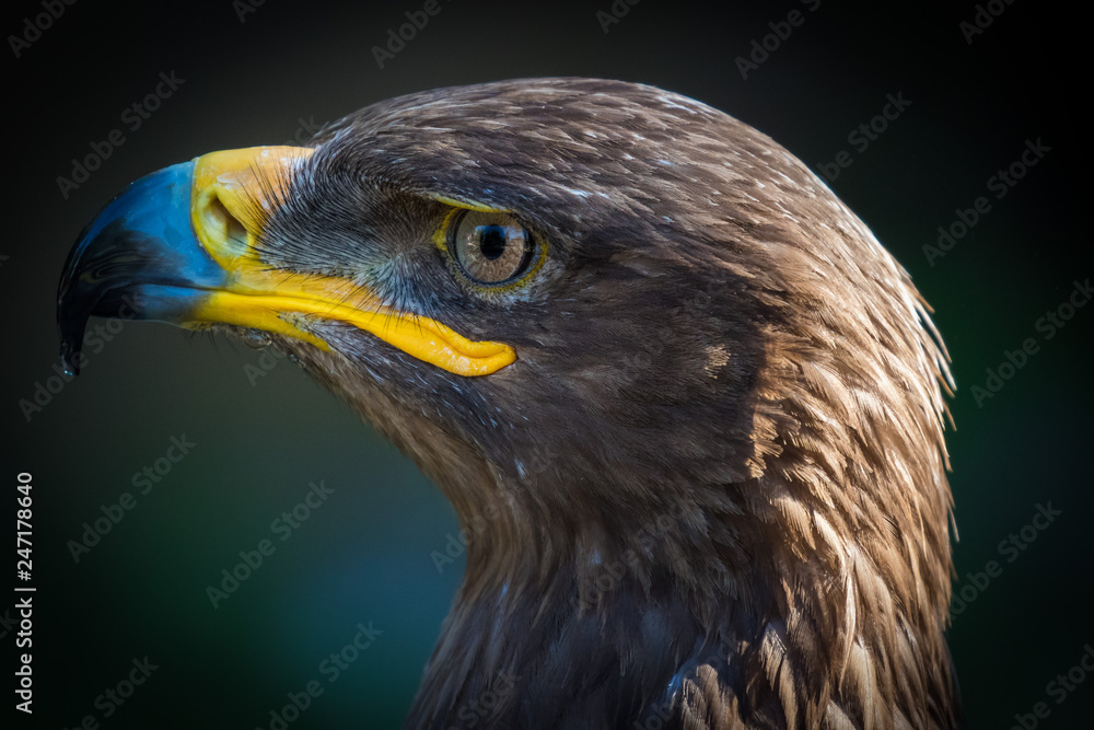 Bird of Prey close up detail