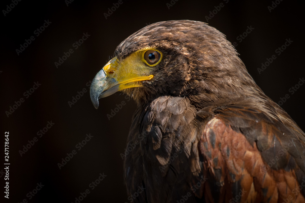Bird of Prey close up detail