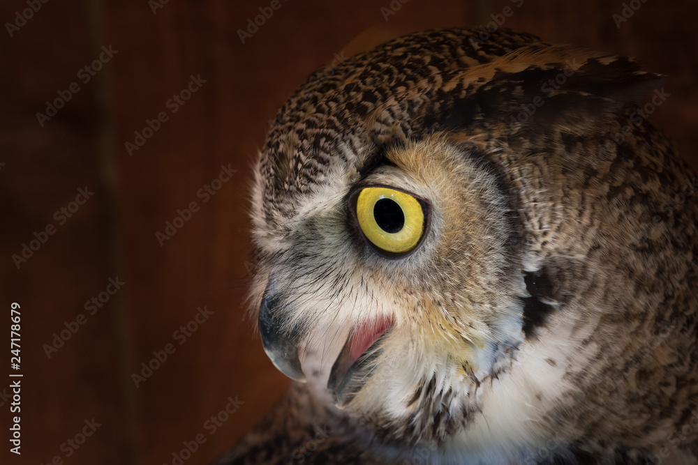 Owl deatailed close up