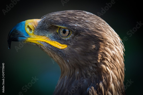 Obraz na płótnie Bird of Prey close up detail w salonie