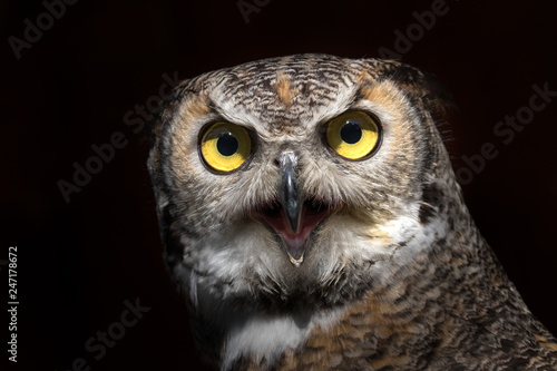 Owl deatailed close up © denisveselyxx