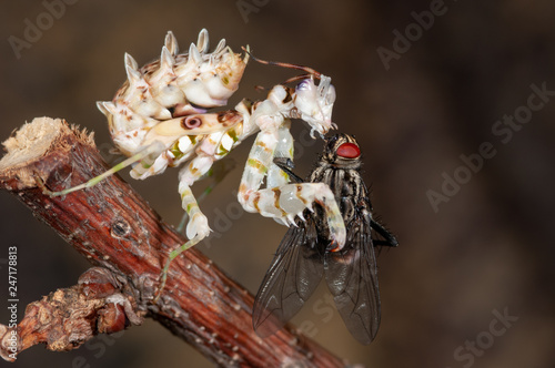 Mantis frisst Fliege photo