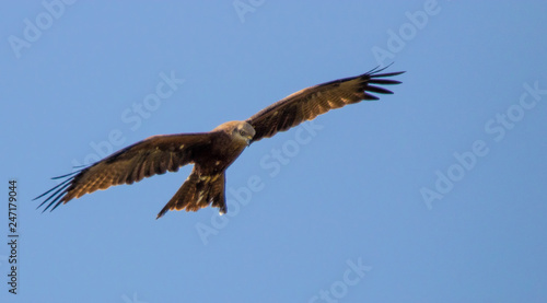 eagle in flight © Airspace29 