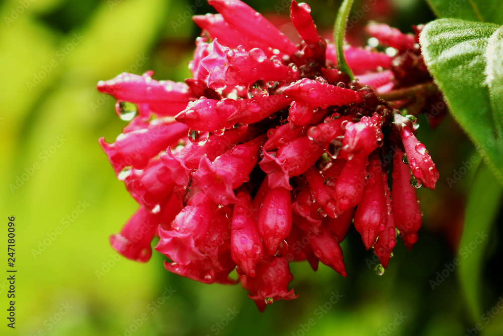 Blume Rot Blume Rot