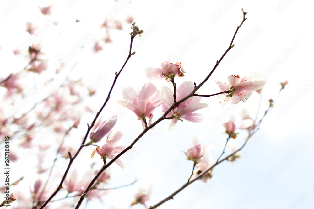 Closeup of magnolia tree blossom with blurred background and warm sunshine Closeup of magnolia tree blossom with blurred background and warm sunshine