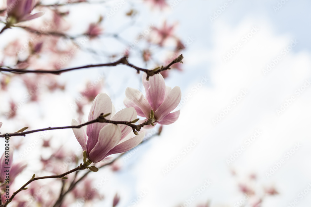 Closeup of magnolia tree blossom with blurred background and warm sunshine Closeup of magnolia tree blossom with blurred background and warm sunshine