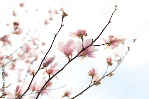 Closeup of magnolia tree blossom with blurred background and warm sunshine © Andrii