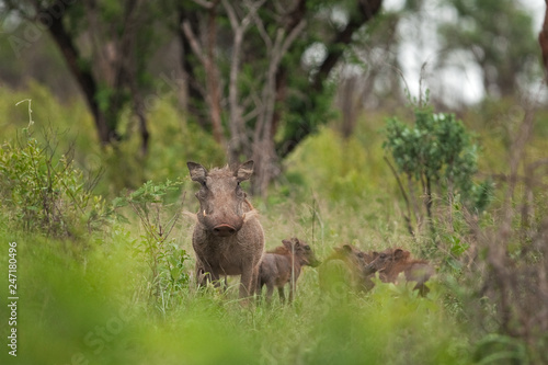 desert warthog, phacochoerus aethiopicus © prochym
