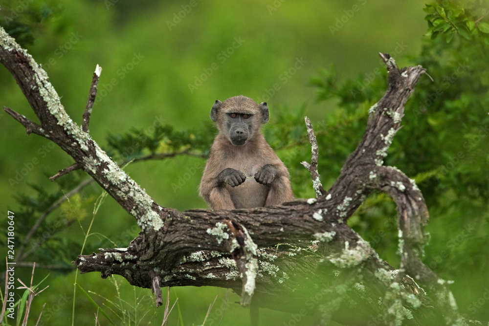 Obraz premium chacma baboon, papio ursinus, cape baboon