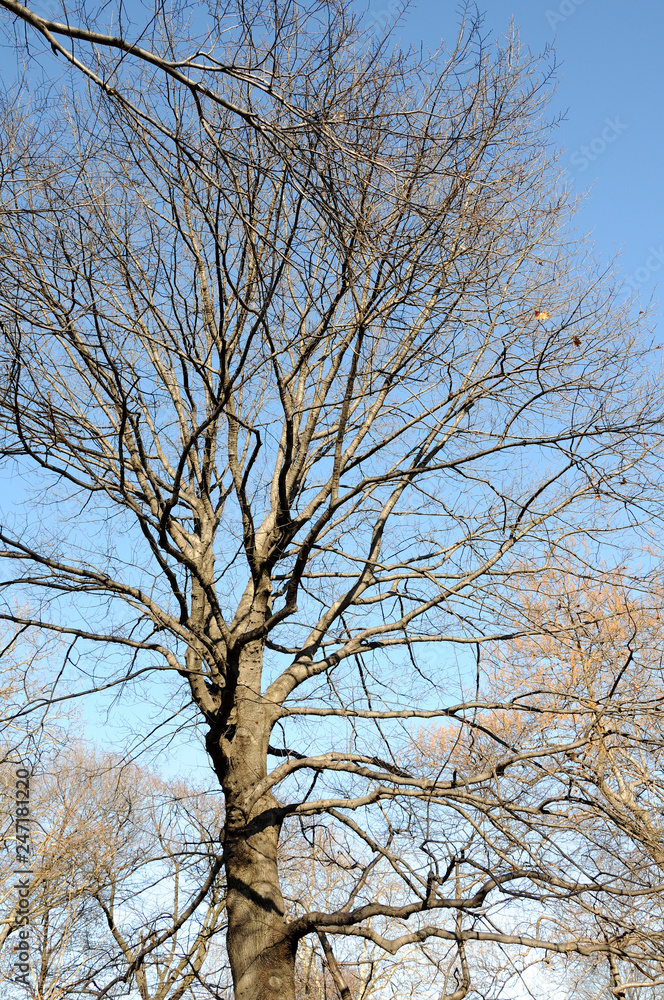 The spreading branches of leafless hibernating trees in winter against blue sky. The spreading branches of leafless hibernating trees in winter against blue sky.