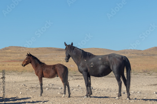 Wild Horse Mare and Foal in Utah © natureguy