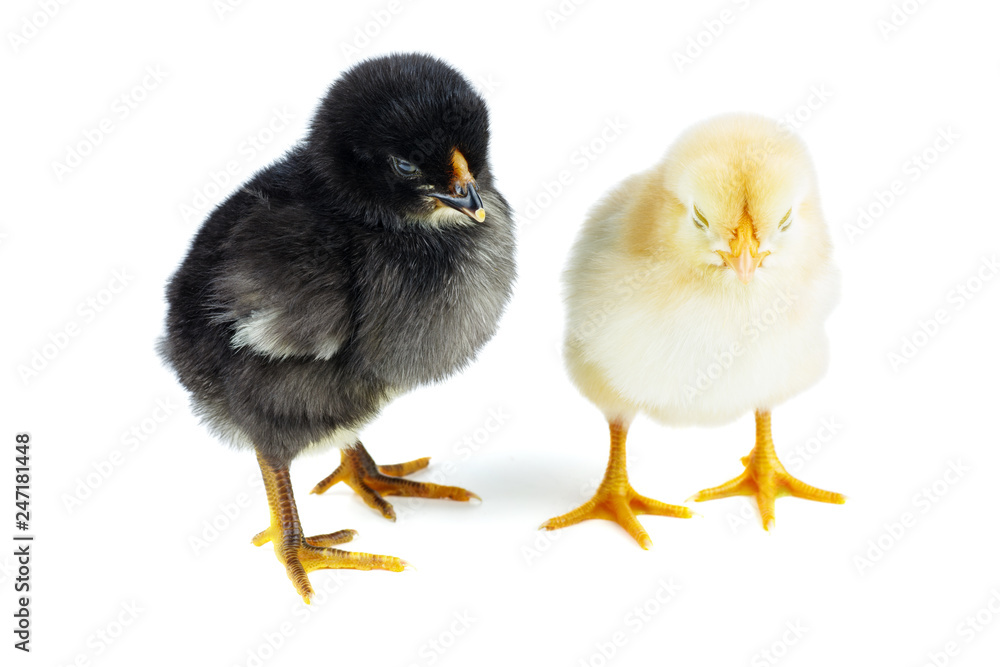 Tiny yellow and black chickens