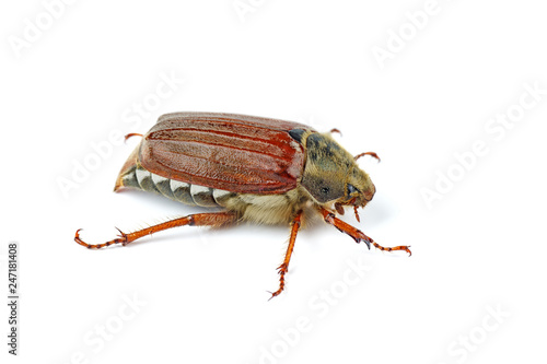 Cockchafer (Melolontha melolontha) isolated on white background - view from below © Roman Ivaschenko