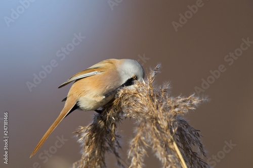 A male Bearded reedling (Panurus biarmicus) perched in the cold morning sun foraging in the reeds. perched and eating from the reeds at the water's edge.