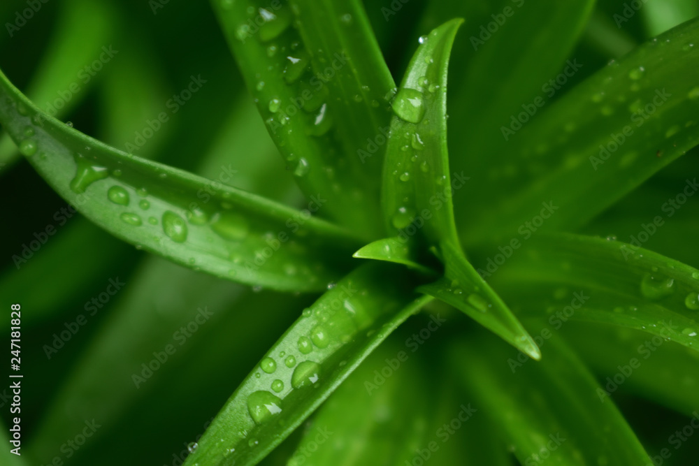 Beautiful green leaves of Easter lily with morning dew drops Beautiful green leaves of Easter lily with morning dew drops
