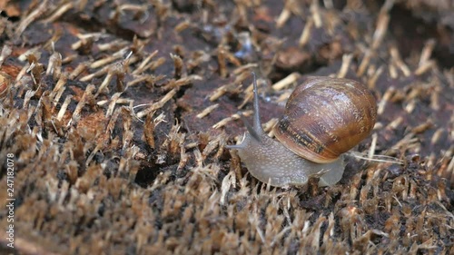 Close shot of a Snail in 4k