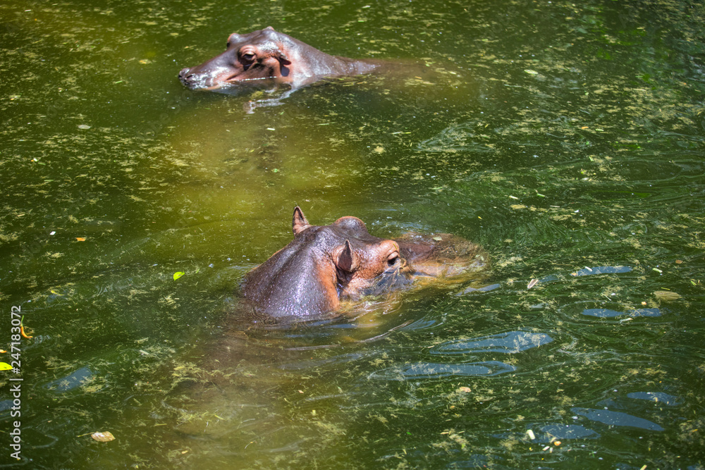 Fototapeta premium Hippos in the pond in the wild during the day about sunlight