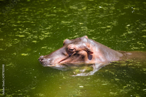 Hippos in the pond in the wild during the day about sunlight