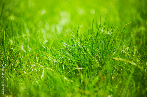 grass background, sunny day